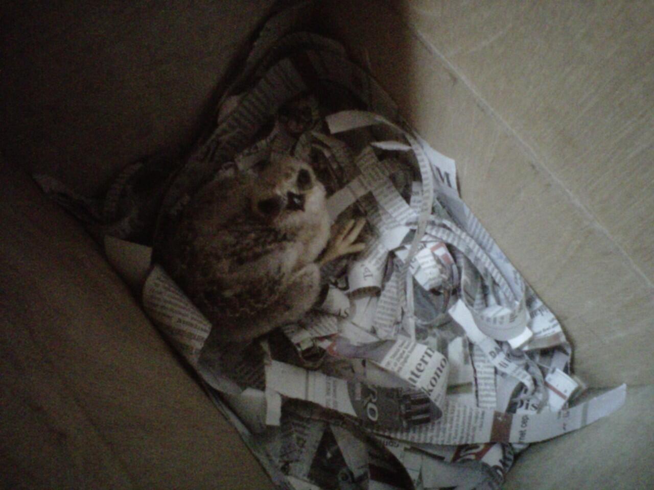 BARN OWL CHICK to BRANCHER