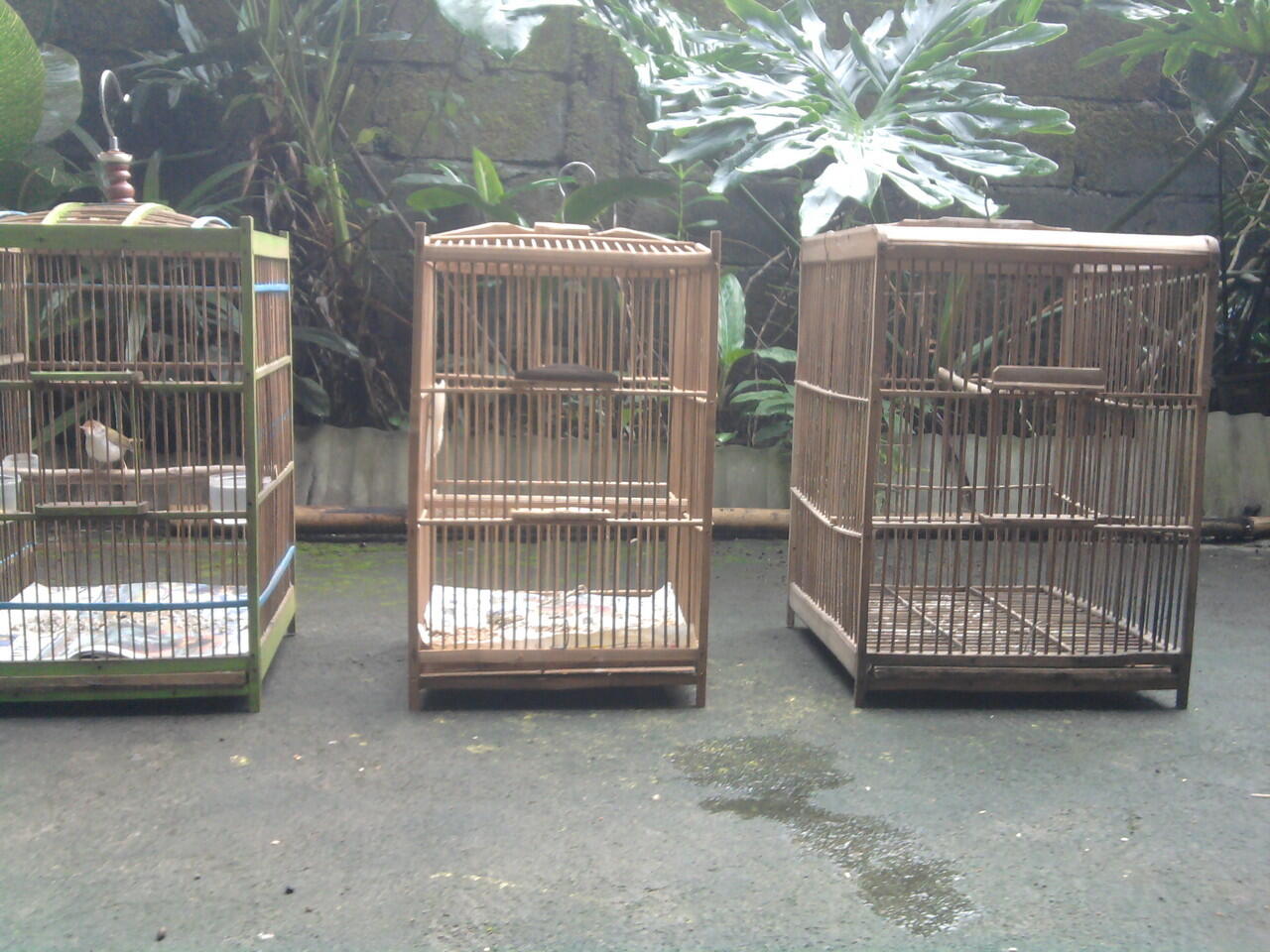 Terjual Burung Prenjak Lumut Bonus 2 Sangkar Kaskus