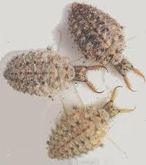 Fakta Tentang Undur-Undur