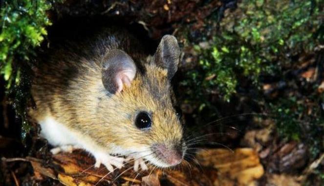 Seekor Tikus Rusak Festival Musik di Inggris