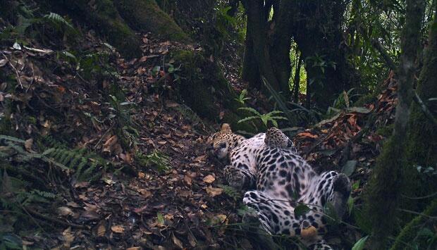 Foto-foto Langka Macan Tutul Jawa di Habitatnya