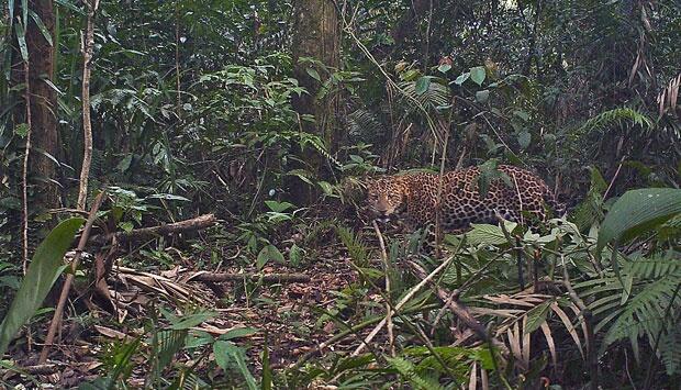 Foto-foto Langka Macan Tutul Jawa di Habitatnya