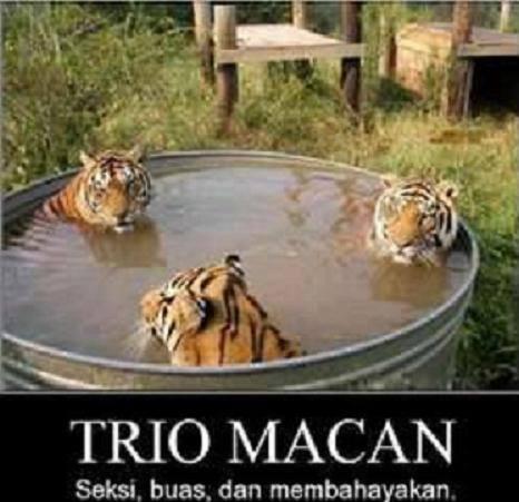 trio macan sexy mandi and telanjang 