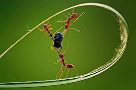 Kisah semut dan lalat