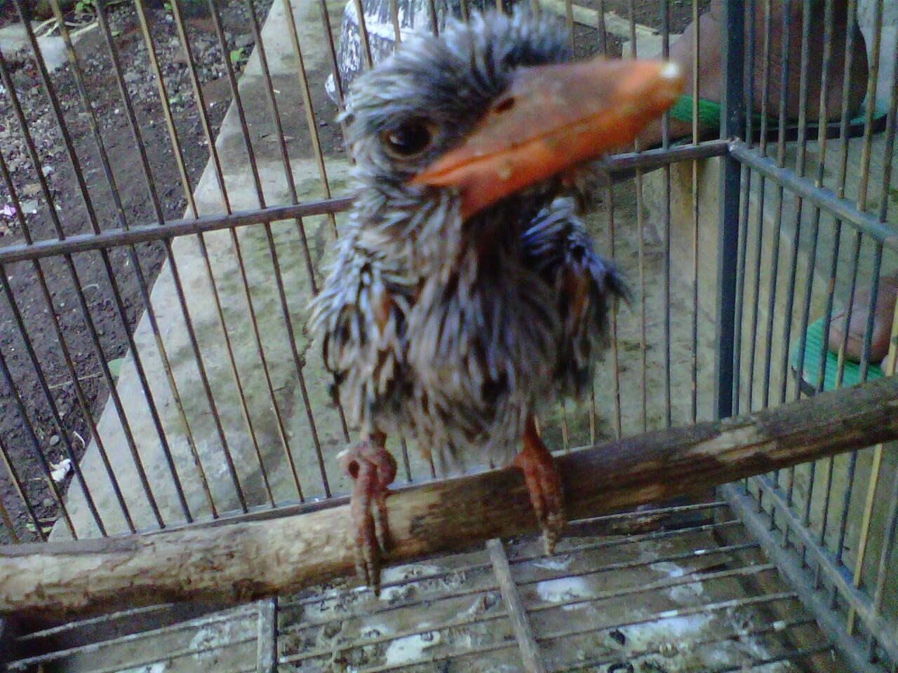 Terjual Jual Burung Tengkek Mulut Merah Anakan Kaskus