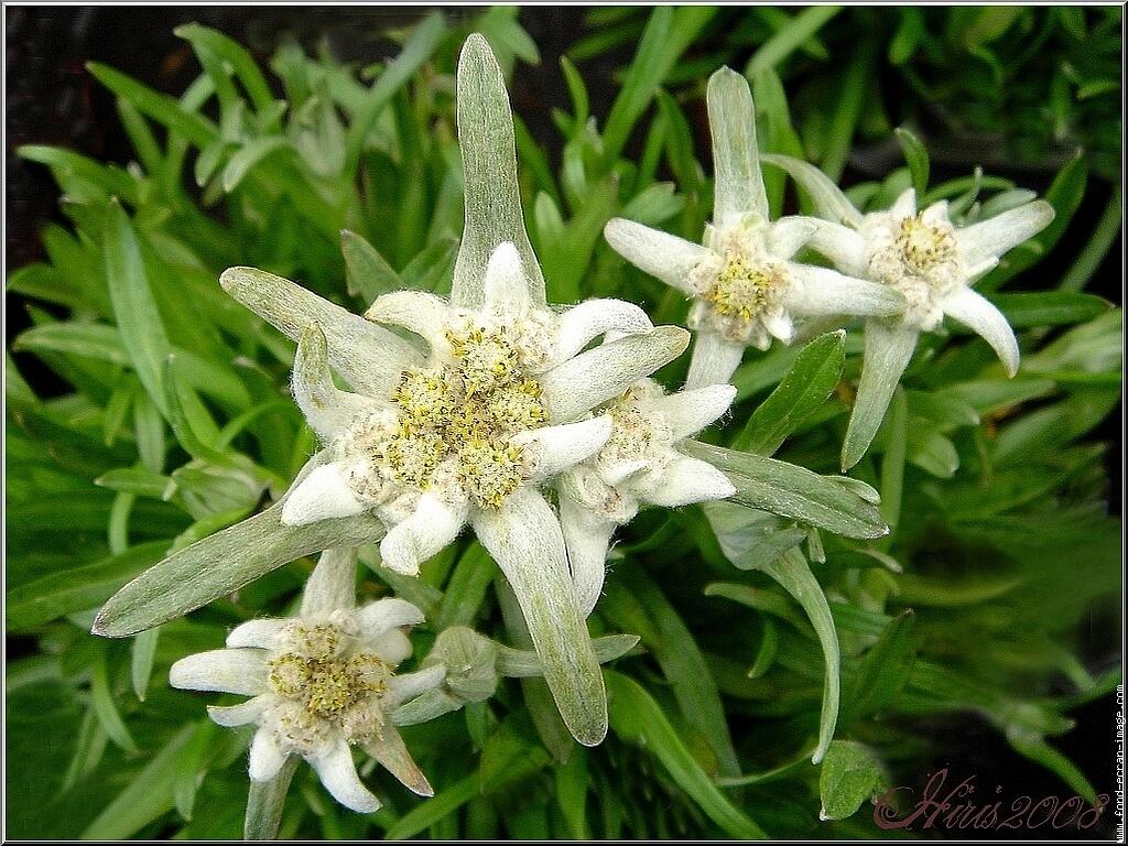 Berbagi Keindahan Bunga Edelweis "Bunga Keabadian" - Page ...