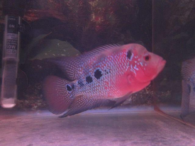 Louhan Thai SRD "ZARAKI"