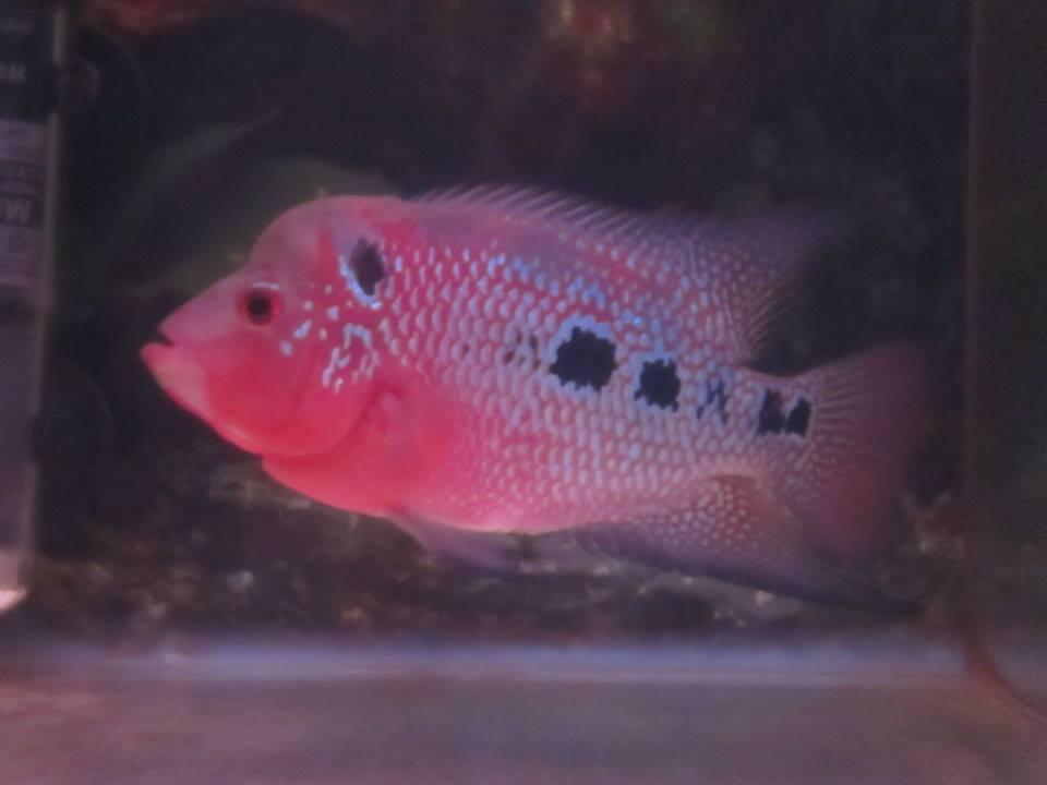 Louhan Thai SRD "ZARAKI"