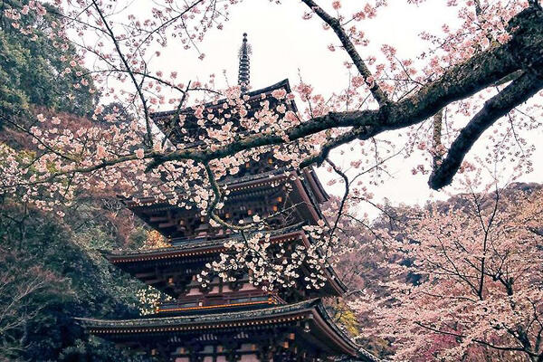 Keistimewaan Bunga Sakura &#91;With Pict&#93;