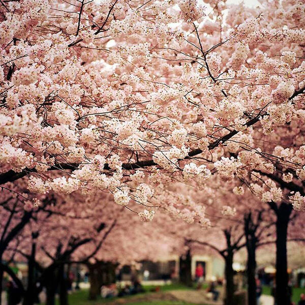 Keistimewaan Bunga Sakura &#91;With Pict&#93;