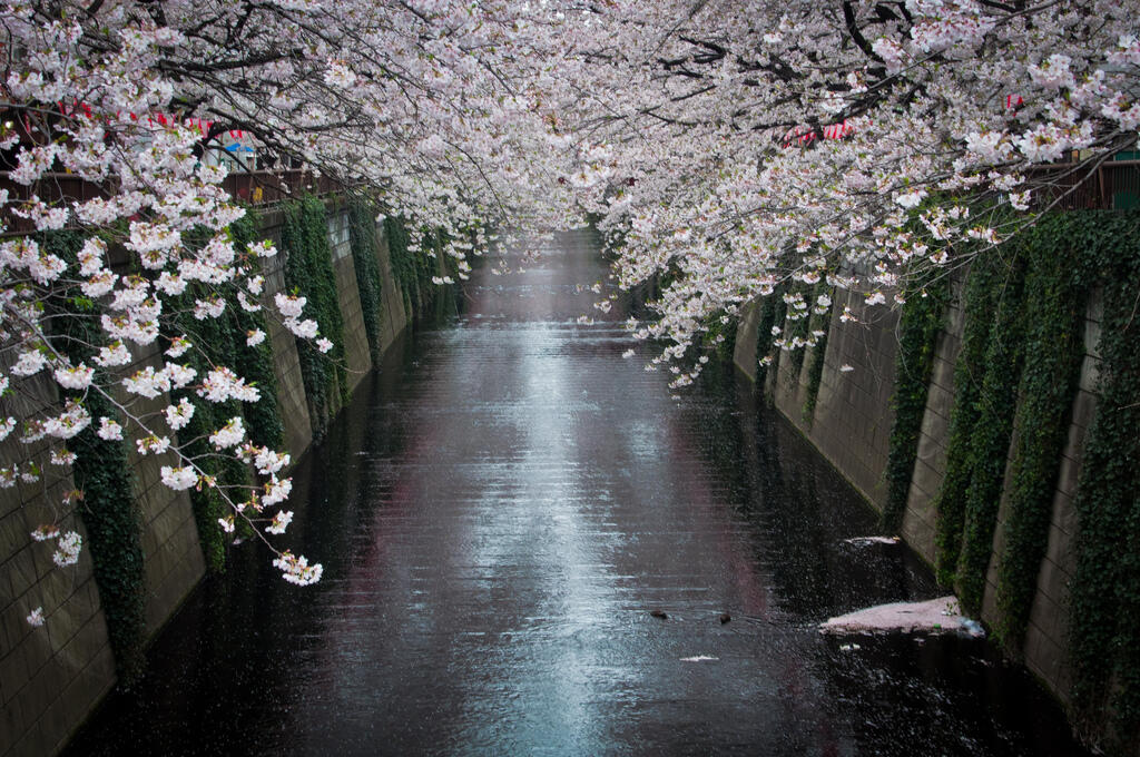 Keistimewaan Bunga Sakura &#91;With Pict&#93;