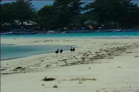 &#91;PULAU BAWEAN&#93; : POTENSI WISATA TERSEBUNYI DI INDONESIA