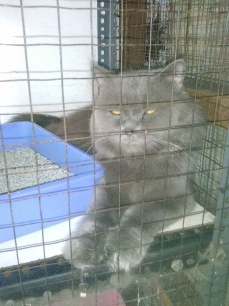 Terjual kucing persia  KASKUS