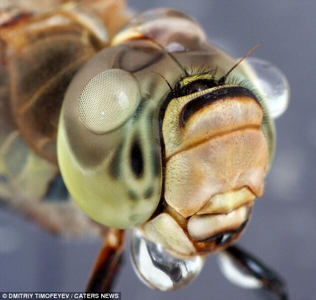 &#91;WOW!!&#93; Foto Menakjubkan Serangga Dengan Tetesan Air Hujan di Kepala