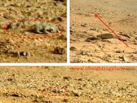 Ada Tikus Di Mars