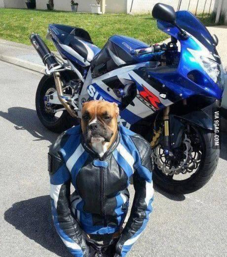 Ganteng dan macho