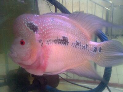 Ikan Hias air tawar