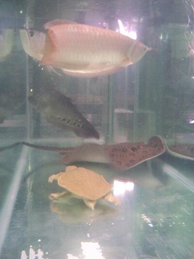 Ikan Hias air tawar