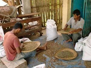 Mengenal Kopi Aceh (Pecinta kopi Masuk)