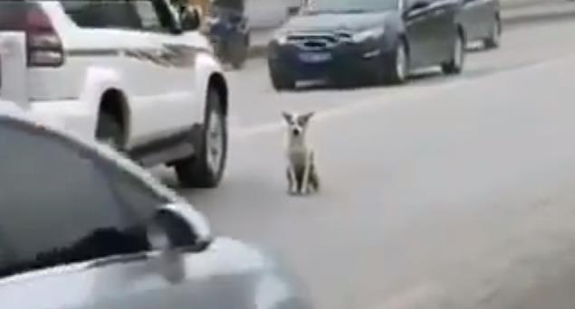 Duduk ditengah jalan, Nyawa diujung tanduk, Ingin bunuh dirikah?