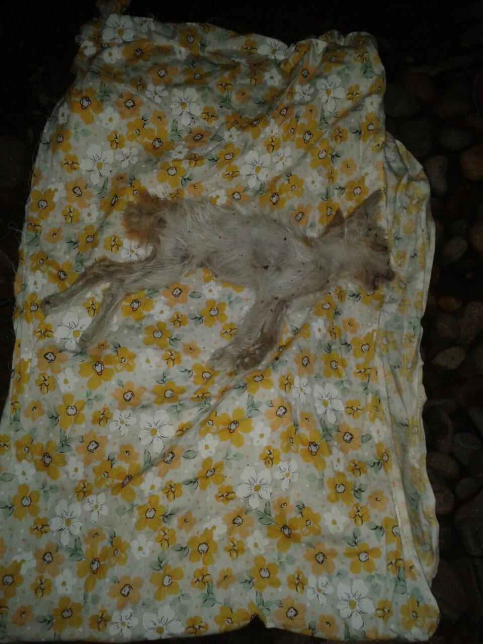 Kasihan kucing ini gan,sekarat gara2 kelaparan,kehujanan &amp; dikerubungi semut :(