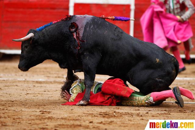 Alasan kenapa BANTENG benci warna MERAH !!