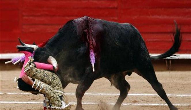 Alasan kenapa BANTENG benci warna MERAH !!