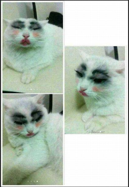 KUCING TERMAHO....