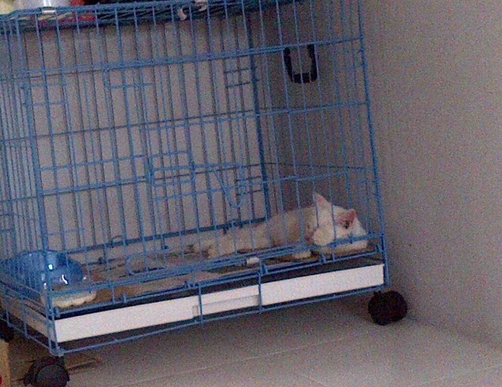Dijual Kucing jenis Persian mix russian blue eyes short ...