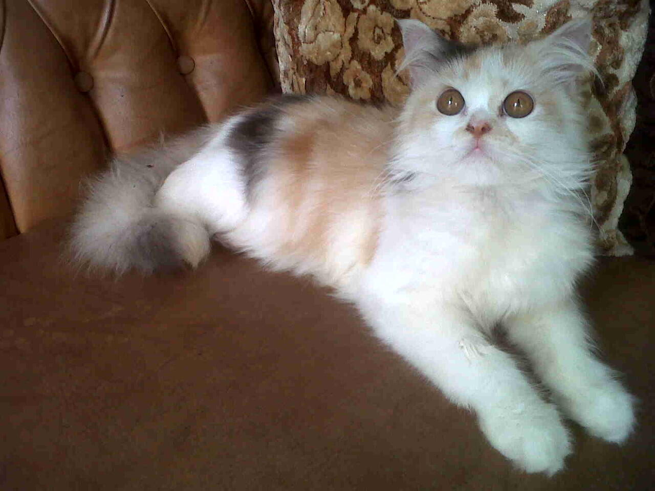JUAL ANAKAN KUCING PERSIA CALICO
