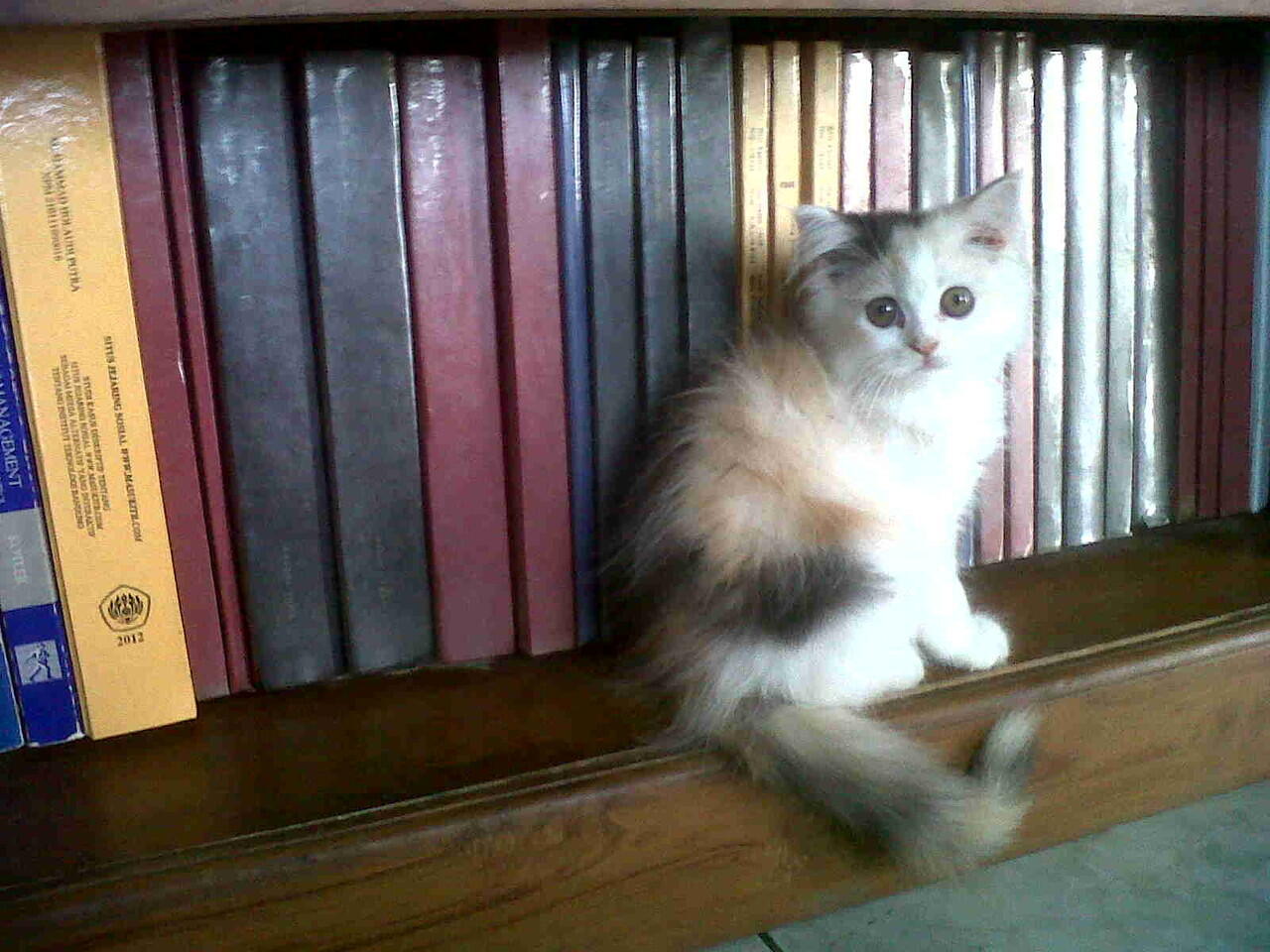 JUAL ANAKAN KUCING PERSIA CALICO