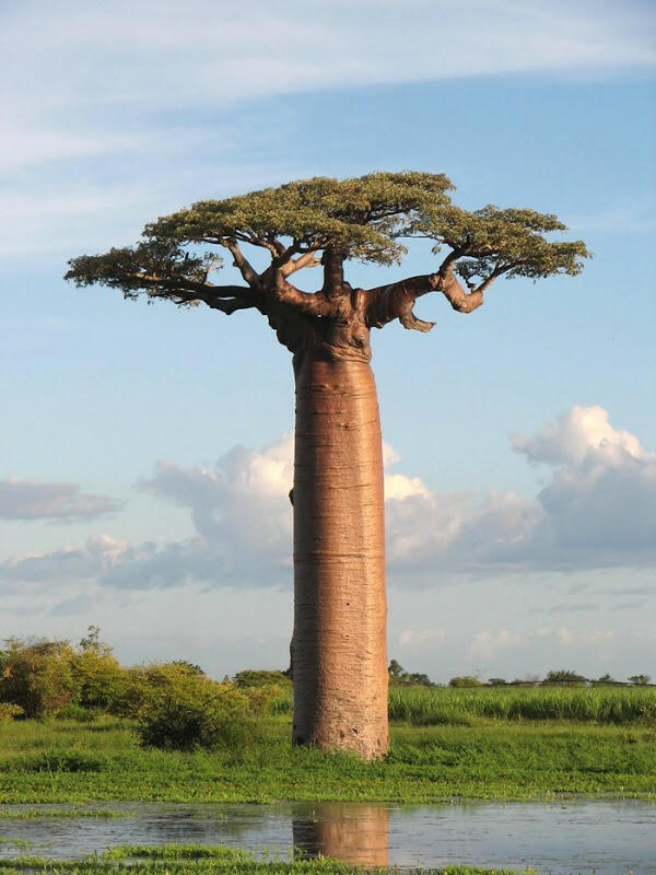 Baobab, legenda pohon yang tumbuh terbalik