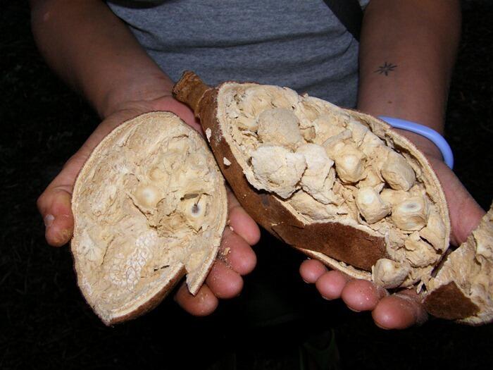 Baobab, legenda pohon yang tumbuh terbalik