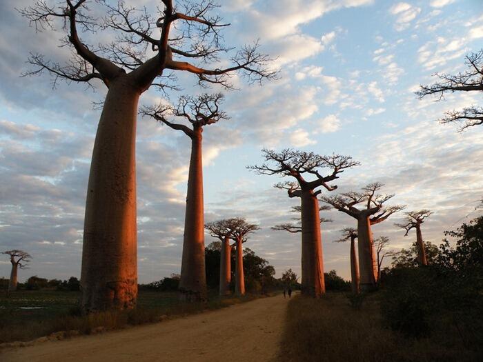 Baobab, legenda pohon yang tumbuh terbalik