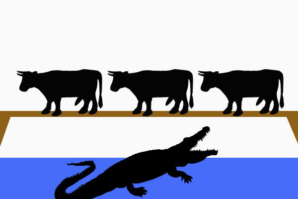 Sapi Nyebrang Sungai
