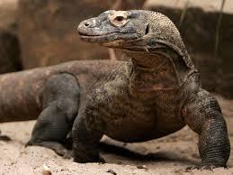 &#91;KOMODO DRAGON&#93; Beberapa &quot;fakta&quot; tentang satu DINOSAURUS ini......