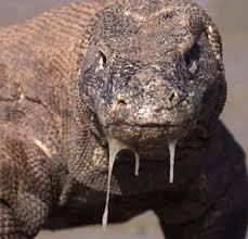 &#91;KOMODO DRAGON&#93; Beberapa &quot;fakta&quot; tentang satu DINOSAURUS ini......