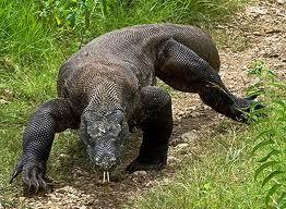 &#91;KOMODO DRAGON&#93; Beberapa &quot;fakta&quot; tentang satu DINOSAURUS ini......