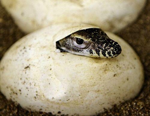 &#91;KOMODO DRAGON&#93; Beberapa &quot;fakta&quot; tentang satu DINOSAURUS ini......