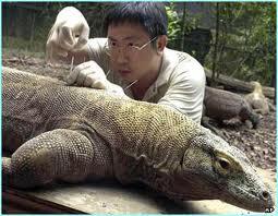 &#91;KOMODO DRAGON&#93; Beberapa &quot;fakta&quot; tentang satu DINOSAURUS ini......