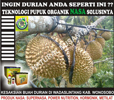 DENGAN PUPUK NASA DURIAN BERBUAH DI LUAR MUSIM 