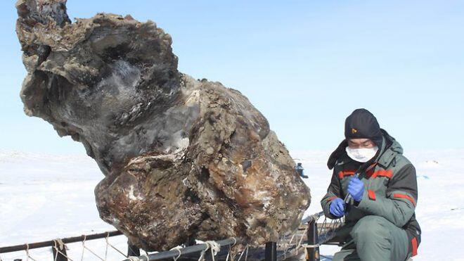 &#91;Ngeri&#93; Ditemukan Darah Bangkai Mammoth oleh Ilmuan Rusia