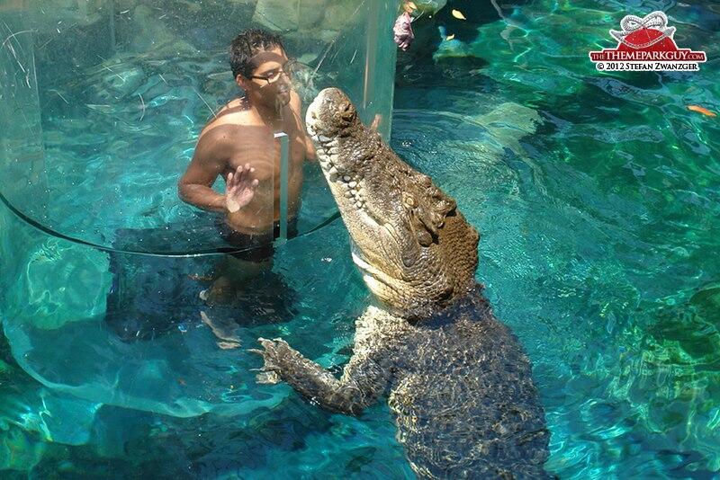 Crocosaurus Cove, Sensasi Menyelam Dengan BUAYA !!!