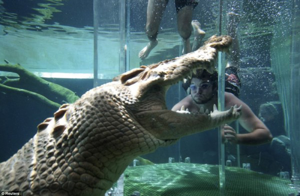 Crocosaurus Cove, Sensasi Menyelam Dengan BUAYA !!!