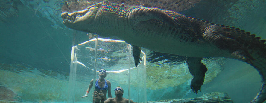 Crocosaurus Cove, Sensasi Menyelam Dengan BUAYA !!!