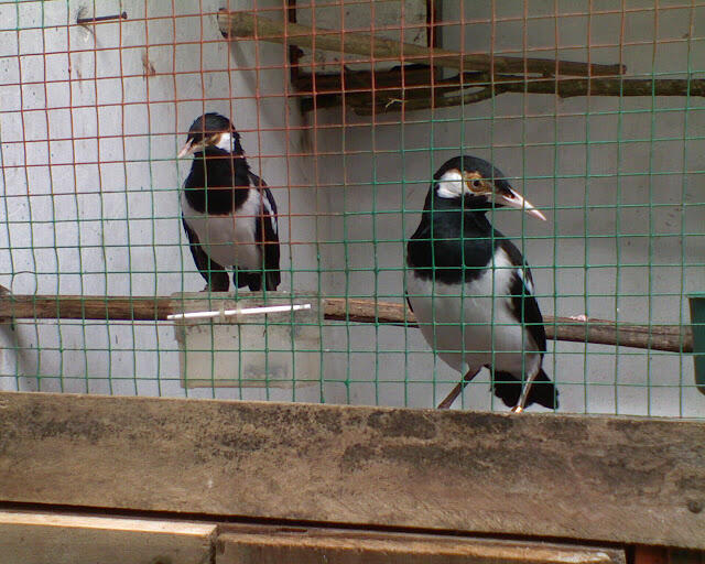 Terjual Di Jual Burung Jalak Suren Asli Malaysia Rp 850rb Ekor