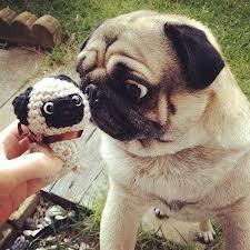 Kelakuan Anjing Pug yang Menggemaskan