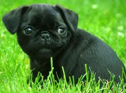 Kelakuan Anjing Pug yang Menggemaskan