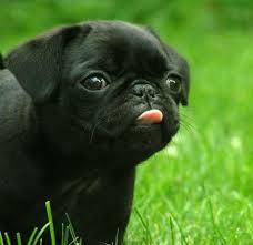 Kelakuan Anjing Pug yang Menggemaskan