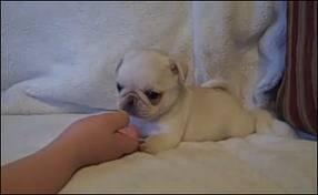 Kelakuan Anjing Pug yang Menggemaskan
